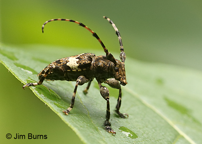 Flat-faced Long-horned Beetle