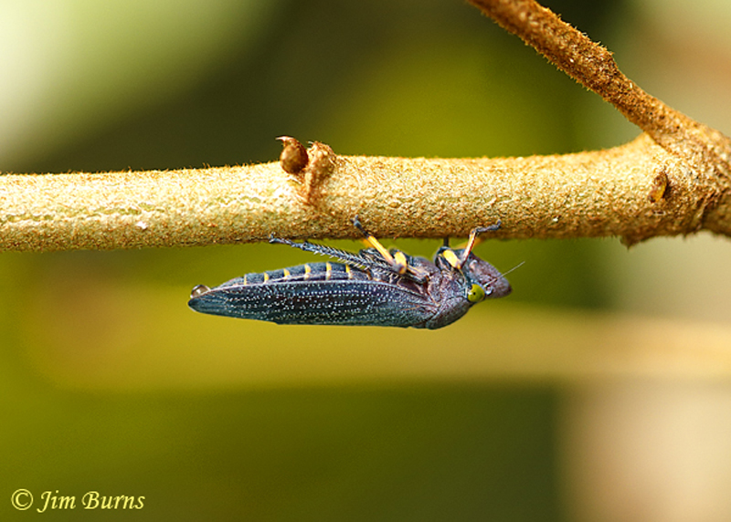 Green-eyed Leafhopper