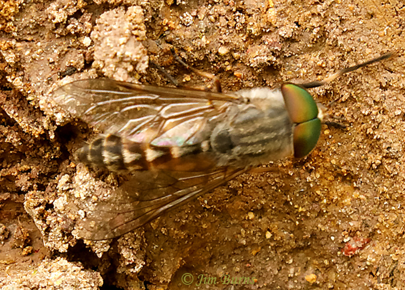 Horse Fly (Tabanus laticornis), Harshaw Canyon, Arizona