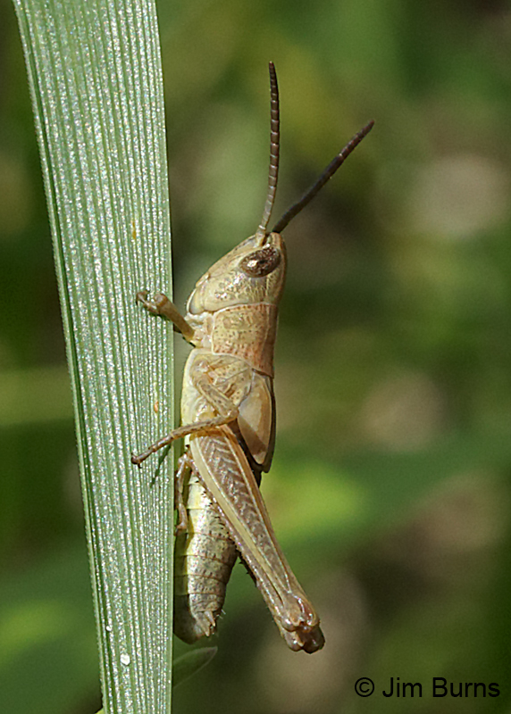 Marsh Meadow Grasshopper 