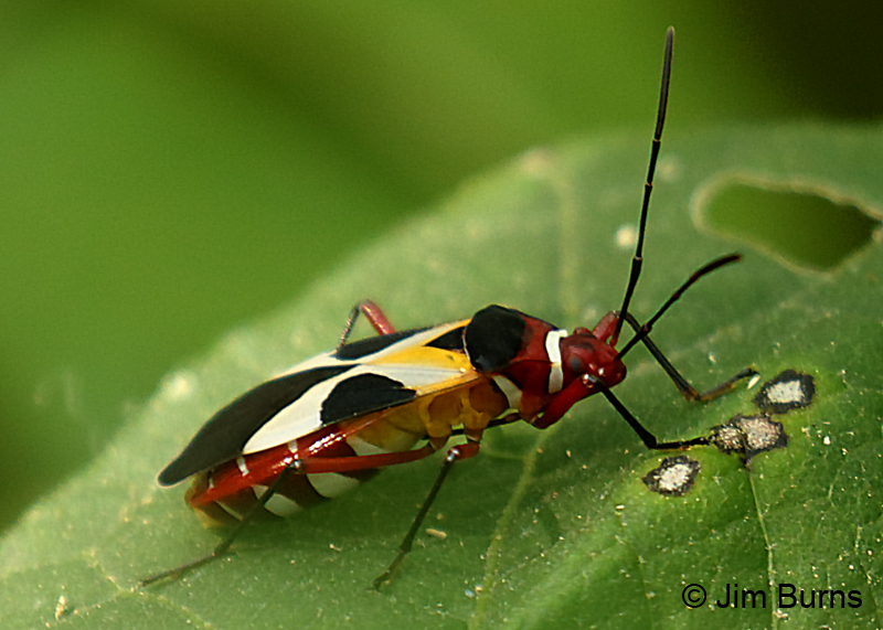 Pale Red Bug (Dysdercus concinnus), Hidalgo Co., Texas