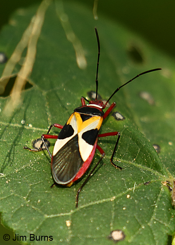 Pale Red Bug (Dysdercus concinnus) dorsal view, Hidalgo Co., Texas