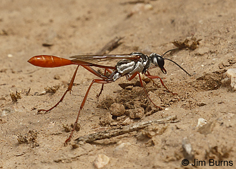 Salt Flat Wasp excavating burrow for larva--8186