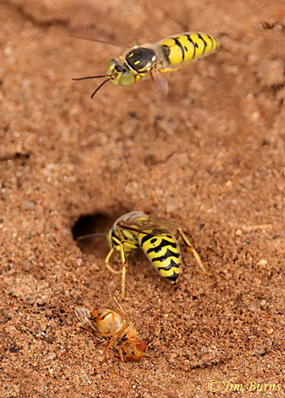 Sand Wasps depositing insect in burrow for larva--9324