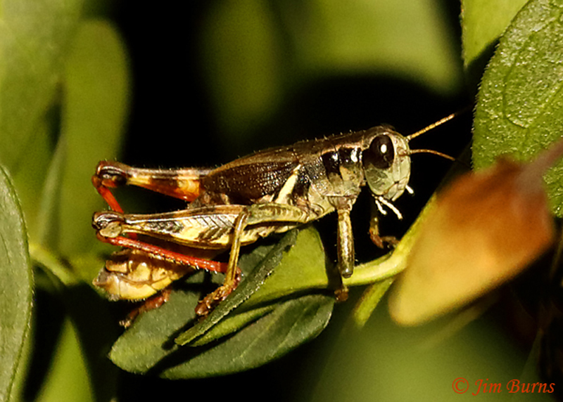 Walsh's Short-horned Grasshopper