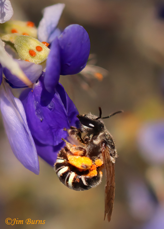 Sweat Bee (Nomia sp.), on Smoketree blossoms, Maricopa Co., Arizona--4461--2