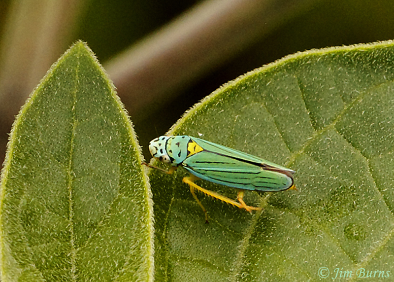 Leafhopper (Graphocephala cythura), Madera Canyon, Arizona--8872