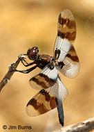 Desert Whitetail