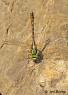 Maine Snaketail