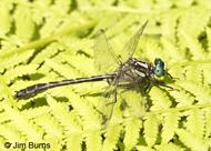 Mustached Clubtail