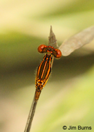 Orange-striped Threadtail