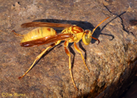 Apache Paper Wasp (Polistes apachus), Salt River, Arizona----8074