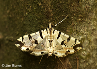 Blush Conchylodes Moth