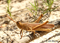 Brown Winter Grasshopper