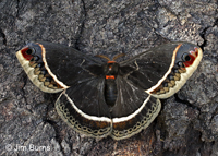 Calleta Silkworm Moth