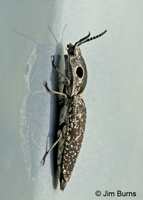 Click Beetle (Alaus oculatus), McCurtain Co., Oklahoma