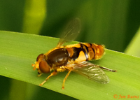 Common Bog Fly
