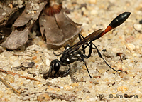 Common Thread-waisted Wasp, (Ammophila procera), Chatooga River, Georgia
