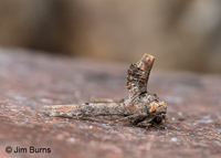Dark Marathyssa Moth