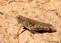 Differential Grasshopper, Sonoita Creek, Arizona--6908