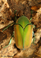 Figeater Scarab Beetle