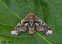 Florida Eutelia Moth