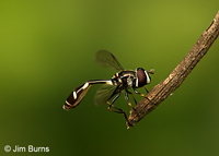 Flower Fly (Dioprosopa clavata), Estero Llano Grande SP, Texas