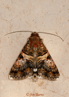Forsebia Moth