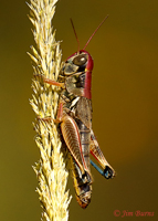 Lakin Grasshopper (Melanoplus lakina) female, Pena Blanca Lake, Arizona--8211