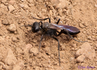 Great Black Wasp, Yellowstone NP, Wyoming--2459