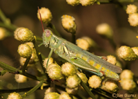 Green Bird Grasshopper, Spur Cross RA, Arizona--6061