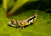 Green-legged Grasshopper