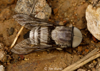 Horse Fly (Tabanus pruinosus)