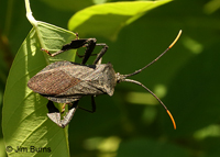 Leaf-footed Bug (Acanthocephela terminalis), Uwharrie River, North Carolina.