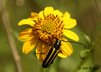 Longhorn Beetle (Lophalia cyanicollis), Hidalgo County, Texas