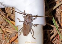 Longhorn Beetle (Gnaphalodes trachyderoides)