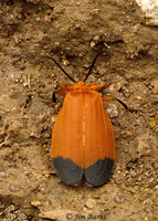 Net-winged Beetle (Lycus arizonensis), Harshaw Canyon, Arizona--4513