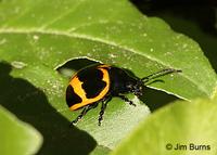 Milkweed Leaf Beetle (Labidomera clivicollis), Stephen's Creek, North Carolina