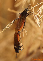 Mydas Flies mating
