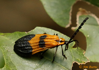 Net-winged Beetle (Calopteron discrepens), McCurtain Co. Oklahoma--5301