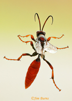 Orussid Wasp (Orussid occidentalis), Yellowstone NP, Wyoming--1000