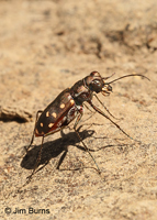 Pacific Tiger Beetle