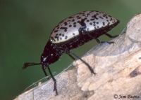 Pleasing Fungus Beetle (Gibbifer californicus), Hidalgo County, Texas--1000