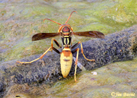 Polistes dorsalis (Little Paper Wasp) Walker Creek, Arizona--9275