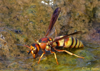 Potter Wasp (Euodynerus hidalgo) female, Walker Creek, Arizona--9299