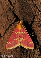 Raspberry Pyrausta Moth