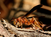 Red Paper Wasp (Polistes carolinus), Uwharrie River, North Carolina