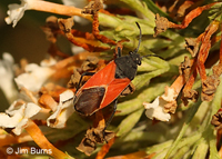 Redcoat Seed Bug (Melanopleurus belfragei), Q Ranch, Arizona