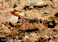 Salt Flat Wasp (Ammophila aberti) female, Queen Valley, Arizona