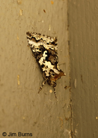 Salt-and-Pepper Looper Moth